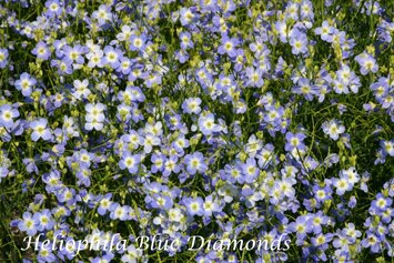 Heliophila longifolia Blue Diamonds 1-8 570